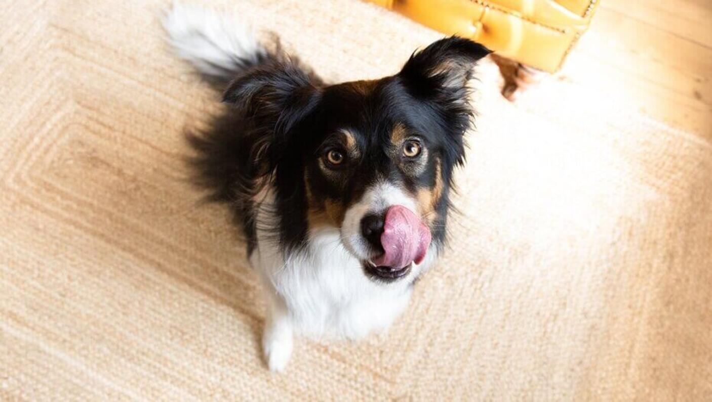 Hund mit schwarzem Kopf und weißem Körper leckt seine Nase