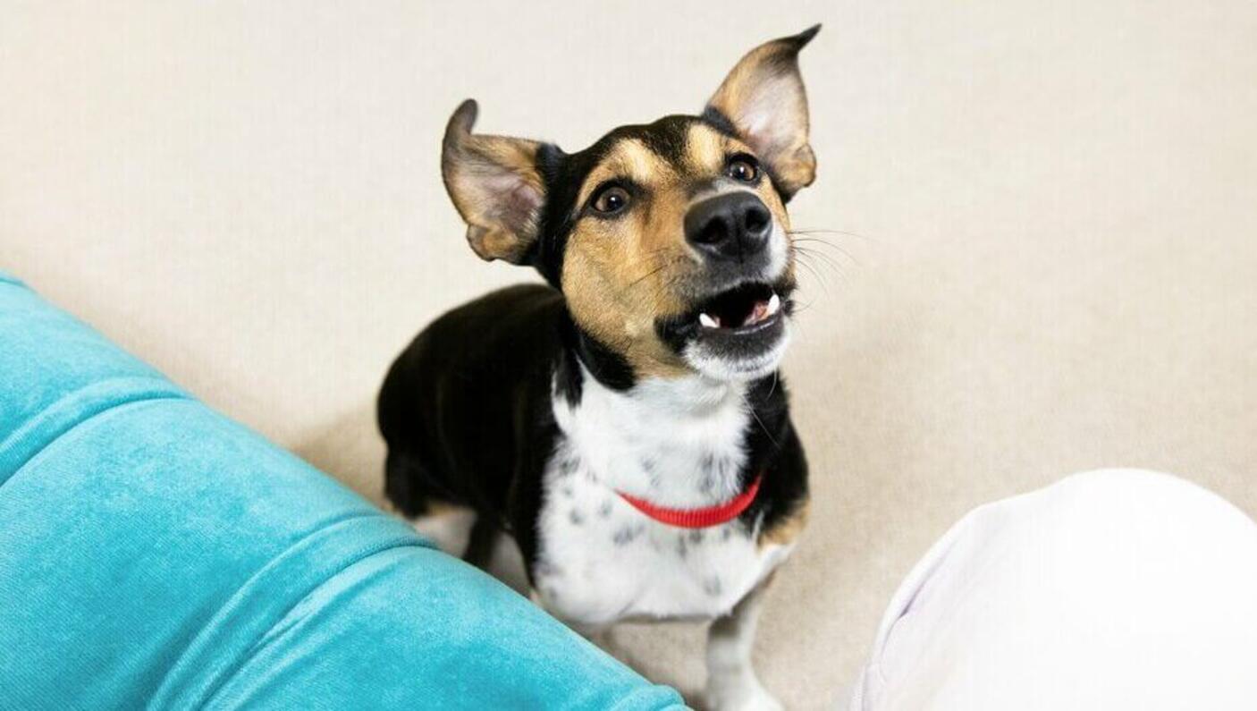 Jack Russell Terrier mit rotem Kragen und offenem Mund