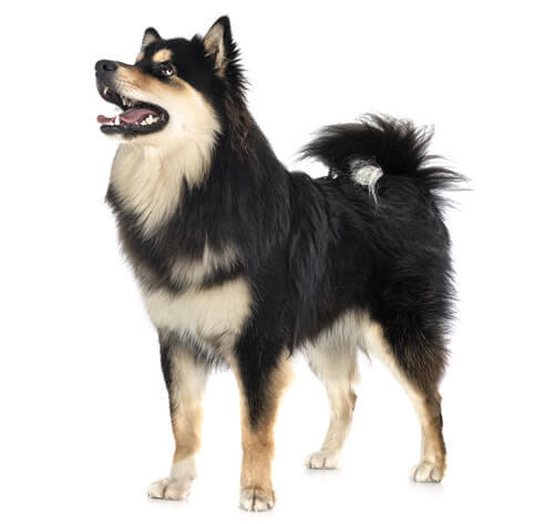 Finnischer Lapphund 