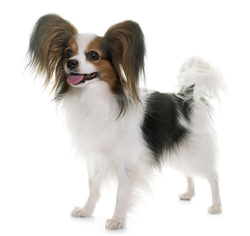 Papillon Hund