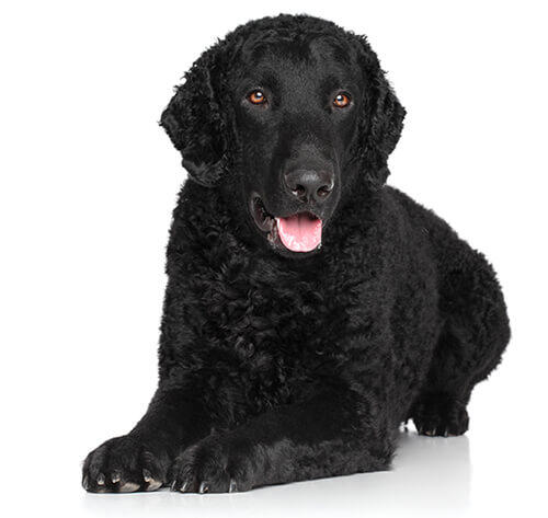 Curly Coated Retriever