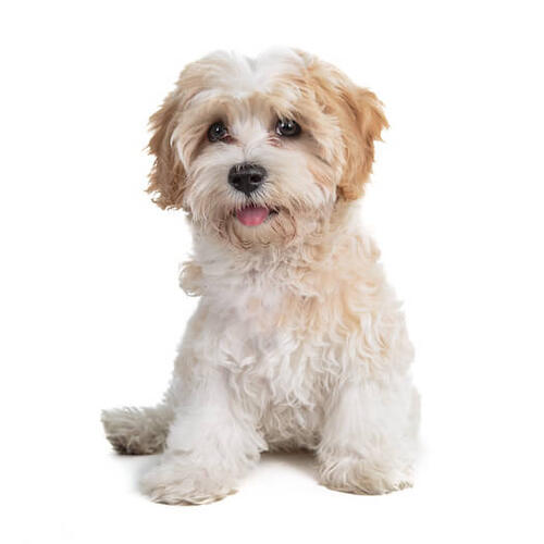 Cavapoo