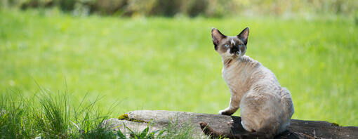 Cornish Rex sitzt auf einem Baumstumpf