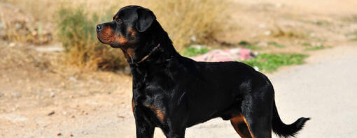 Hund schaut in die Ferne