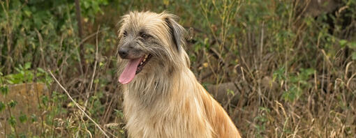 Hund sitzt am Straßenrand