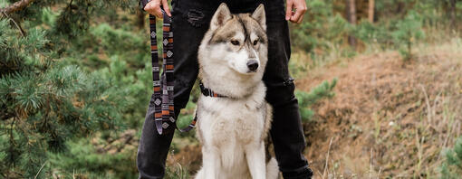 Hund stehend mit Besitzer im Wald