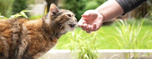 Katze schnüffelt draußen an der Hand