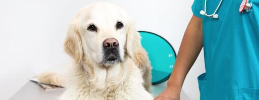 Golden Retriever liegt auf dem Tisch eines Tierarztes