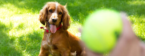 Hund, der Fang mit Tennisball spielt