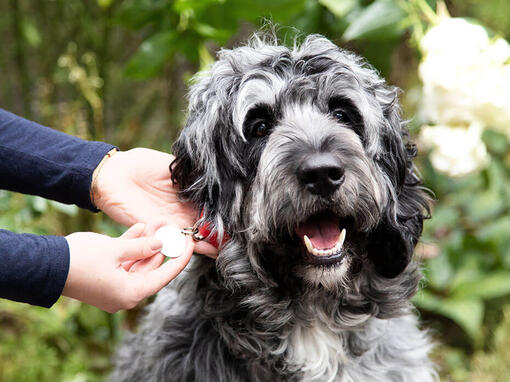 test fahrradanhänger für hunde