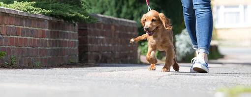 Hund auf einem Spaziergang