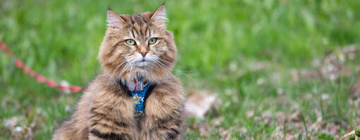 Sibirische Katze an der Leine