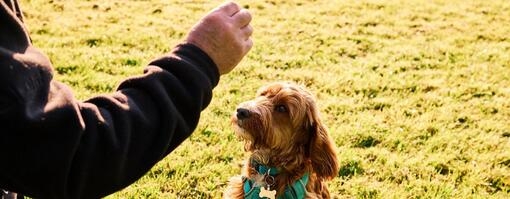 how to teach a dog to roll over