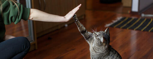 Frau und Katze High Five