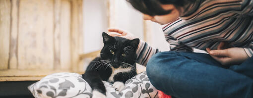 Traurige Katze mit Frau