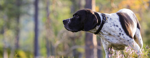 Hund schnüffelt im Wald