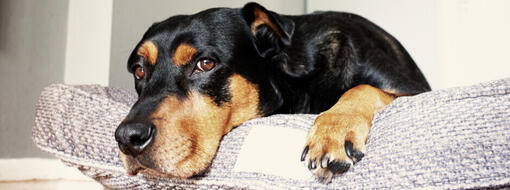 Älterer Hund liegt auf dem Bett