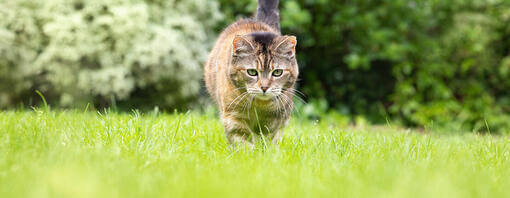 Katzenflöhe: Was du als Katzenbesitzer  wissen musst