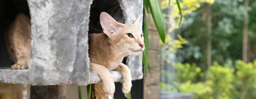 In 11 einfachen Schritten zu einem katzenfreundlichen Zuhause