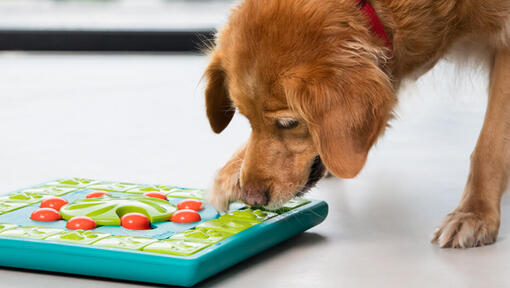 Älterer Golden Retriever spielt mit Denksportaufgabe